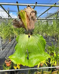 Image result for Platycerium elephantotis