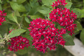 Boards are the best place to save images and video clips. 25 Best Red Flowers For Gardens Red Perennials And Annuals
