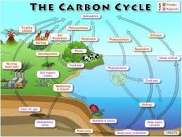 Selamat datang di pakdosen.co.id, web digital berbagi ilmu pengetahuan. Siklus Karbon Pengertian Proses Permasalahannya Ilmugeografi Com