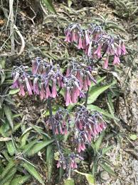 Image result for Kalanchoe dyeri