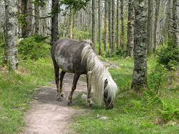 The Only Place On The Appalachian Trail Where You Can See Wild Ponies Travel Smithsonian Magazine