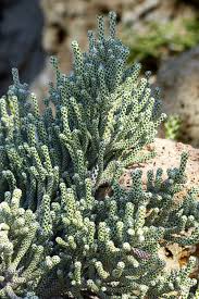 Image result for Corallocarpus schinzii