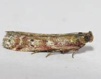 Image result for Delplanqueia inscriptella