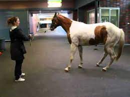 Paint Horse Wobbler Syndrome Youtube