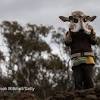 Story image for climate news articles from Nature.com