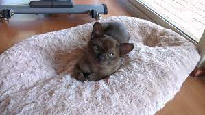Kittens free to good home perth. Adopted Sold Kittens Natmac Burmese Cats Kittens