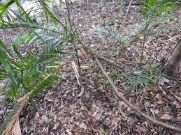 Image result for Eremospatha cuspidata