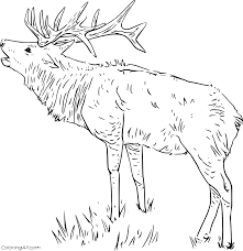 If the call of the wild is calling you, why not color it. Realistic Elk On The Grass Coloring Page Coloringall