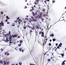 Shop with afterpay on eligible items. Dried Pressed Flowers 20 Dark Purple Baby S Breath Purple Dried And Pressed Flowers Purple Flowers How To Preserve Flowers