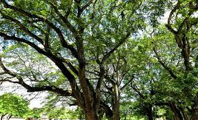 Terdahulu ketika berucap, jeanne berkata dengan mencipta semula hutan hujan tropika menerusi projek ini, ia juga akan memulihkan fungsi ekologi. Hutan Hujan Tropika Gambar Unduh Gratis Imej 500600124 Format Jpg My Lovepik Com