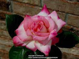 Rosa 'kordes' magenta' (rose 'kordes' magenta'). Rose Rosa Kordes Perfecta In The Roses Database Garden Org