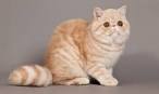 Brachycephalic Syndrome in Cats - Symptoms, Causes ...