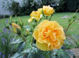Beautiful Quotes About The Rose Flower Holidappy Celebrations Macro shot of falling of macaroni on a heap. beautiful quotes about the rose flower