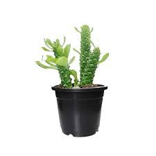 Image result for Monadenium