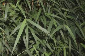 Image result for Panicum trichocladum