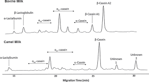 The first technical paper christina found was the etiology of autism and camel milk as. Short Communication Caseins And A Lactalbumin Content Of Camel Milk Camelus Dromedarius Determined By Capillary Electrophoresis Sciencedirect