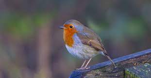 Licht für drinnen und draußen. Vogels In De Tuin Herkennen 27 Tuinvogels Info Buitenlevengevoel Nl