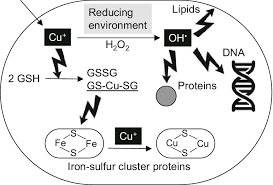 Image result for Copper Poisoning