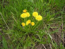 Image result for Taraxacum sp.