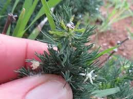 Image result for Asparagus suaveolens