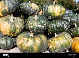 Image result for Cucurbita moschata
