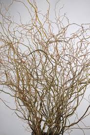 Birch Branches For Sale Uk Birch Branches Curly Willow Branches Willow Branches Curly Willow Branch Centerpieces Wedding