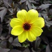 Black And Yellow Flowers Dahlia Mystic Illusion Tried And True Dahlia Blossom Garden Botanical Flowers
