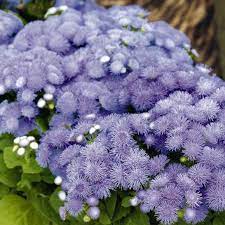 Pin On Flower Garden