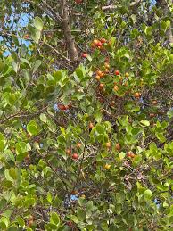 Image result for Cordia afra