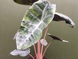 Alocasia Pink Dragon Neu Terrarienpflanzen Pflanzen Philodendron