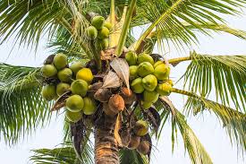 Although fruit is grown throughout of the country, the major fruit growing states are maharashtra, tamil nadu, karnataka, andhra pradesh, bihar mango is the most important fruit covering about 35 per cent of area and accounting of 22 per cent total production of total fruits in the country, which is. 18 Fast Growing Fruit Trees And Vegetables For Your Home Garden The Self Sufficient Living