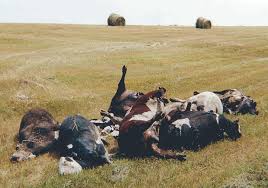 Image result for Anthrax