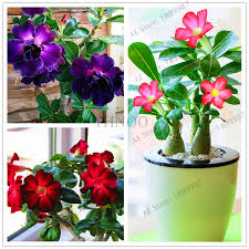 Check spelling or type a new query. Rosa Del Desierto Ideal Para Bonsai Como Una Planta De Interior Adenium Obesum 5 Semillas