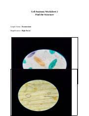 Check spelling or type a new query. Cellanatomyworksheet1 Cell Anatomy Worksheet 1 Identify The Structure Animal Cell Ideal Model This Is A Model Of An Ideal Animal Cell Objects Are Not Course Hero