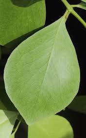 Image result for Pleurostylia capensis