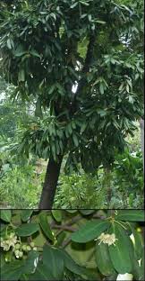 Image result for Brexia