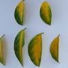 Checking your meyer lemon tree for pest problems will prevent any new problems from becoming unmanageable, and will help mitigate disaster. 1
