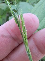 Image result for Eriochloa