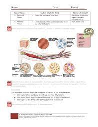 Cell Tissue Handout