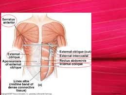 The hemidiaphragm contours do not represent the lowest part of the lungs. Chest Shoulder And Upper Limb Anatomy By Science Linkage Tpt