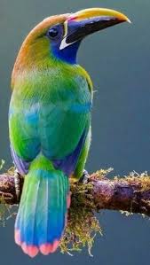 Canlilarin Renkli Dunyasi In 2020 Beautiful Birds Colorful Birds Animals Beautiful