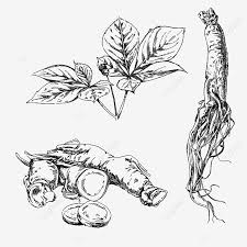 #bungaraya #ruclipchannelakubiomed perkakas yang digunakan untuk rakaman. Gambar Lakaran Bunga Raya Bunga Raya Bunga Tanaman Lukisan Tangan Png Dan Vektor Untuk Muat Turun Percuma