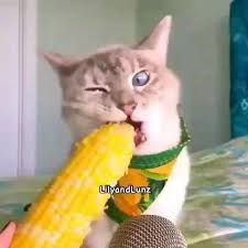 Hummmm Pets E Fofuras 3 Fofuras Hummmm Pets Komik Hayvan Videolari Komik Hayvanlar Hayvan Bebekler