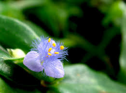 Image result for Monochoria