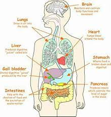 Human Body Organs Human Body Science Human Body