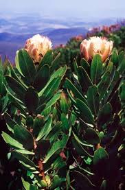 Image result for Protea angolensis