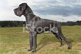 Resultado de imagem para DEUTSCHE DOGGE