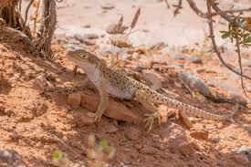 Image result for Lepidagathis andersoniana