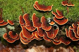 A Bunch Of Stereum Insignitum Grows On A Moss Covered Log Monnaie Forest Maine Et Loire France Fairy Food The Conjuring Succulents
