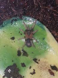 See more ideas about tarantula, arachnids, arachnids spiders. Cyriocosmus Elegans For Sale
